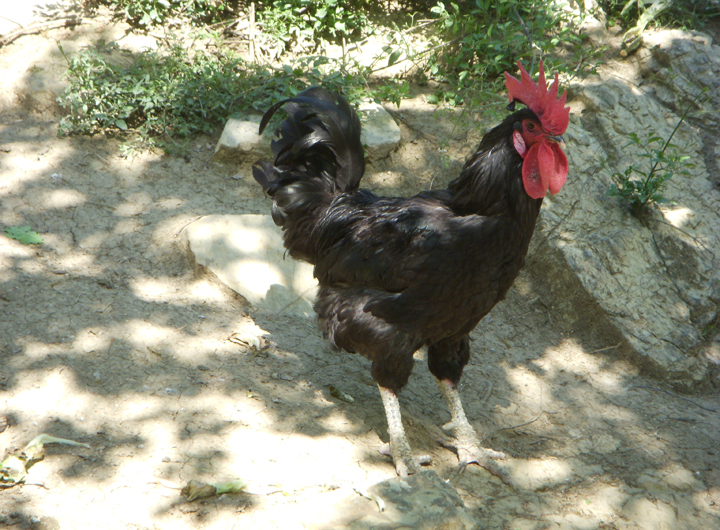gallo